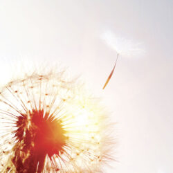 ATTI-P-landing-crop